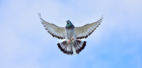 Pigeon flying on blue sky.