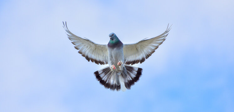 Pigeon flying on blue sky.