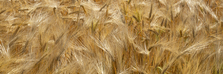Feld mit Gerste (Hordeum vulgare), Nordrhein-westfalen, Deutschland, Europa