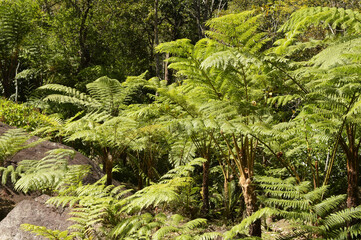 close up of fern leaves for background