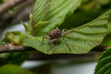 Hazelnut weevil (Curculio nucum) on the leaves of hazelnut © spritnyuk