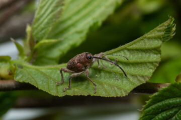 Hazelnut weevil (Curculio nucum) on the leaves of hazelnut © spritnyuk
