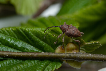 Hazelnut weevil (Curculio nucum) on the leaves of hazelnut © spritnyuk