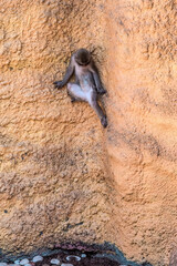 Japanese Macaque (Macaca fuscata)