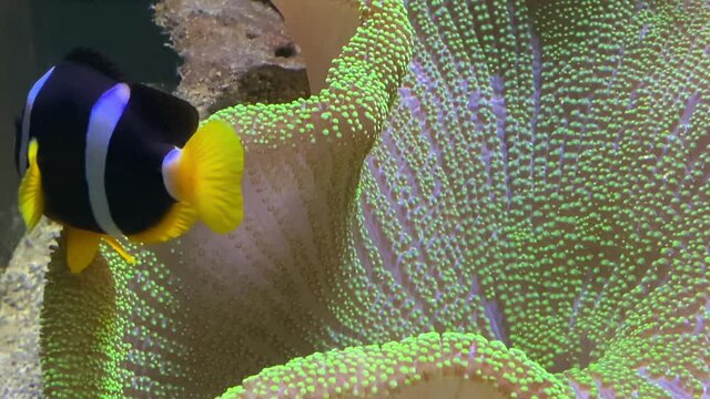 Ibrant Life Of The Coral Reef. Tropical Fish Swim Against The Background Of Bright Coral Reef Lit Sun Glare