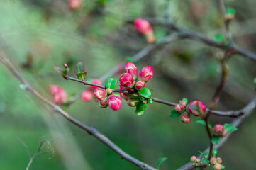 Beautiful spring background - branches with buds and red flowers of Chaenomeles japonica shrub, also known as Maules quince.