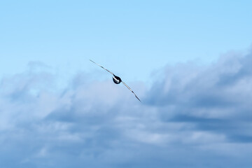 Antarctic Petrel (Thalassoica antarctica) in South Atlantic Ocean, Southern Ocean, Antarctica