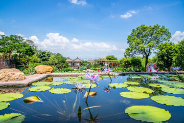 Water lilies in Lotus Wonderland, Lianhuashan Park, Panyu, Guangzhou, China