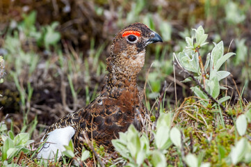 Molting male of Willow Ptarmigan (Lagopus lagopus) in Barents Sea coastal area, Russia