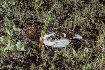 Fototapeta premium Molting male of Willow Ptarmigan (Lagopus lagopus) in Barents Sea coastal area, Russia