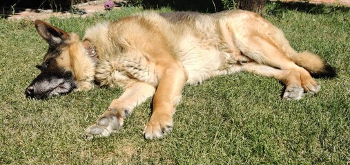 german shepherd dog