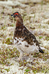 Molting male of Willow Ptarmigan (Lagopus lagopus) in Barents Sea coastal area, Russia