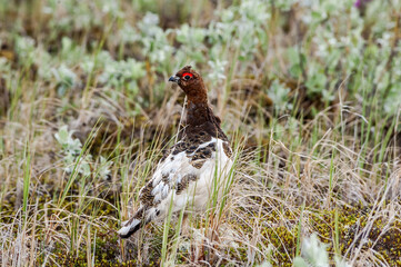 Molting male of Willow Ptarmigan (Lagopus lagopus) in Barents Sea coastal area, Russia