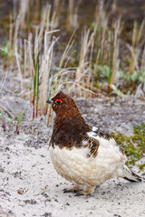 Molting male of Willow Ptarmigan (Lagopus lagopus) in Barents Sea coastal area, Russia