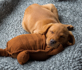 Labrador Retriever puppy fast asleep with his favourite toy.