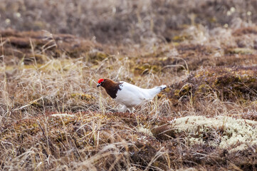 Molting male of Willow Ptarmigan (Lagopus lagopus) in Barents Sea coastal area, Russia