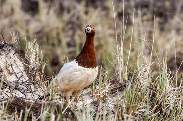 Molting male of Willow Ptarmigan (Lagopus lagopus) in Barents Sea coastal area, Russia