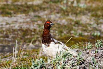 Molting male of Willow Ptarmigan (Lagopus lagopus) in Barents Sea coastal area, Russia