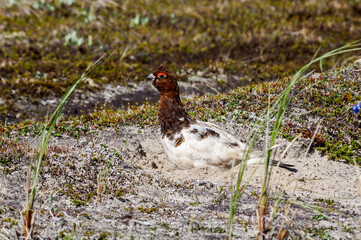 Molting male of Willow Ptarmigan (Lagopus lagopus) in Barents Sea coastal area, Russia
