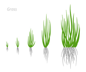 Grass growth stages. Grasses for lawn. Ripening period. Vector infographic clipart. Hand drawn sketch.