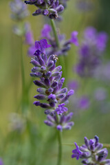 Lavender flower in a garden in summertime, United Kingdom