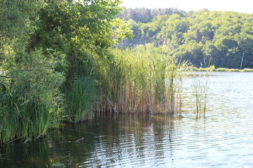 
The green banks of the river are beautiful on a summer day