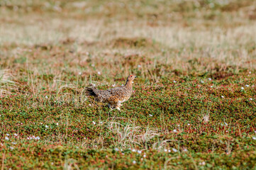 Willow Ptarmigan (Lagopus lagopus) female in Barents Sea coastal area, Russia