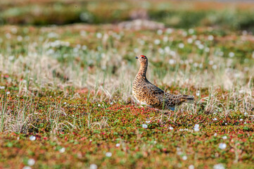 Willow Ptarmigan (Lagopus lagopus) female in Barents Sea coastal area, Russia