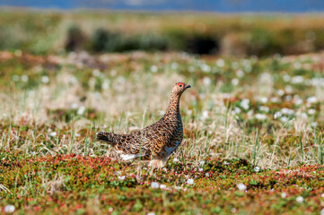 Willow Ptarmigan (Lagopus lagopus) female in Barents Sea coastal area, Russia