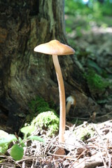 
A thin-stalked mushroom grows under a tree in the forest