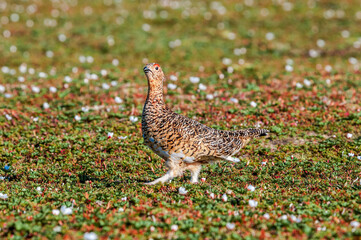 Willow Ptarmigan (Lagopus lagopus) female in Barents Sea coastal area, Russia
