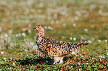 Willow Ptarmigan (Lagopus lagopus) female in Barents Sea coastal area, Russia