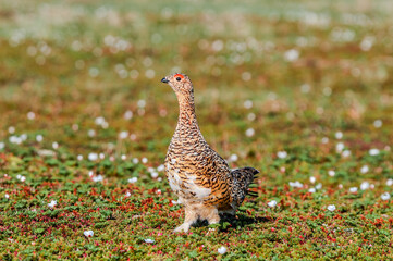 Willow Ptarmigan (Lagopus lagopus) female in Barents Sea coastal area, Russia