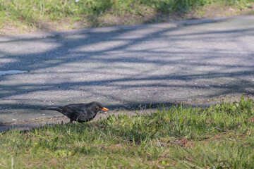 blackbird Turdus merula