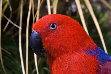 Eclectus Parrot (Eclectus roratus) female