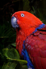 Eclectus Parrot (Eclectus roratus) female