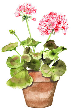 Red geranium in pot painted in watercolour