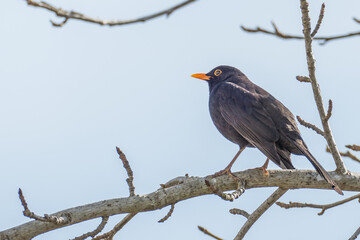 blackbird Turdus merula perched