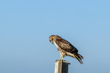 Red-tailed Hawk (Buteo jamaicensis) in Bolsa Chica Ecological Reserve, California, USA