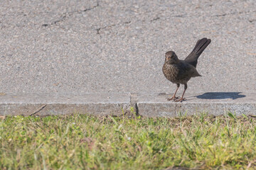 blackbird Turdus merula female