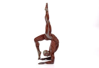 3D render : the portrait of male character model practicing yoga with the muscle tissues display