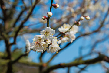 Japanese apricot blossoms at Ritsurin Garden in Takamatsu, Kagawa, Japan. Ritsurin Garden is one of the most famous historical gardens in Japan.