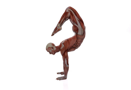 3D render : the portrait of male character model practicing yoga with the muscle tissues display