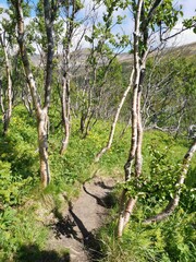 Trees and flowers M&aring;tind Hike Trial And&oslash;y Northern Norway