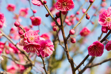 Japanese apricot blossoms at Ritsurin Garden in Takamatsu, Kagawa, Japan. Ritsurin Garden is one of...