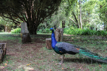 Un pavo real en un parque libre 