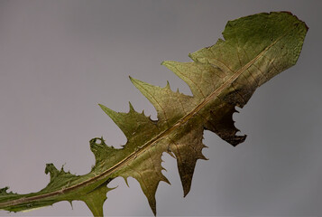 Herbarium close-up. Dried dandelion leaf. A brown, aggressive look.