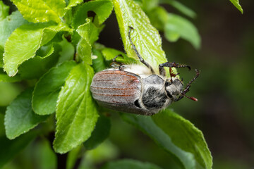 Close up of cockchafer (Melolontha melolontha) eating