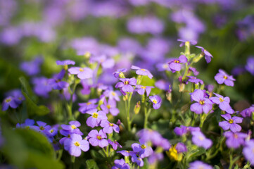 purple flowers in the field