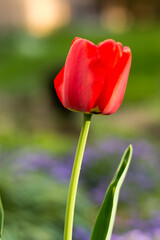 red tulip in the garden